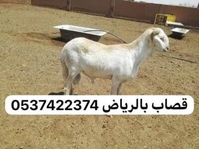 قصاب بالرياض 0537422374