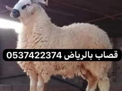 قصاب بالرياض 0537422374