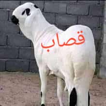 قصاب بالرياض قصاب جزار 0508857593