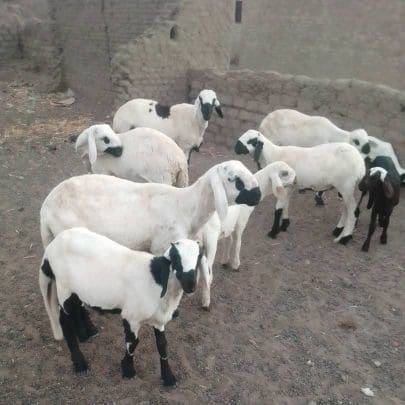 قصاب بالرياض قصاب جزار 0508857593