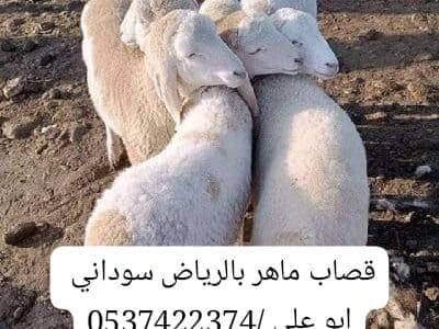 قصاب شرق الرياض 0537422374 جزار ماهر