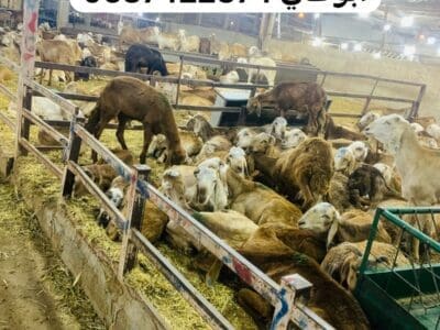 قصاب شرق الرياض 0537422374 جزار ماهر