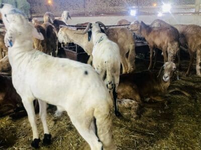قصاب شرق الرياض 0537422374 جزار ماهر