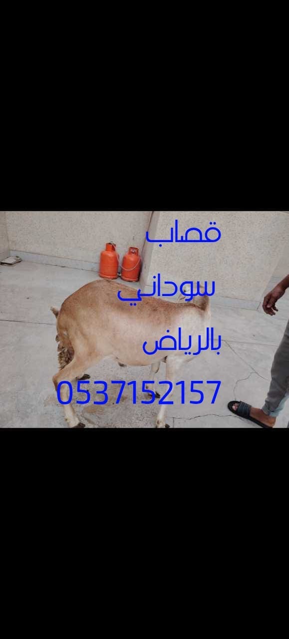 قصاب ماهر بالرياض 0537152157