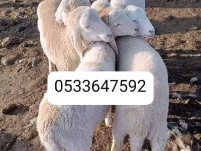 قصاب بالرياض جزار في الرياض 0533647592