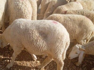 قصاب ماهر جنوب الرياض 0502870954