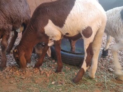 جزار سوداني محترف بالرياض 0566100646
