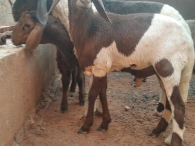 جزار سوداني محترف بالرياض 0566100646