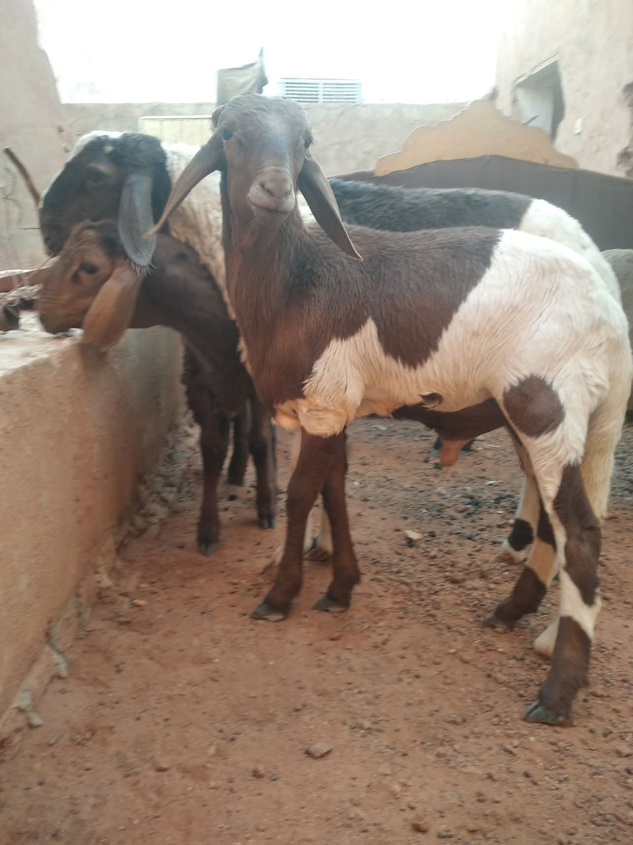 جزار سوداني محترف بالرياض 0566100646