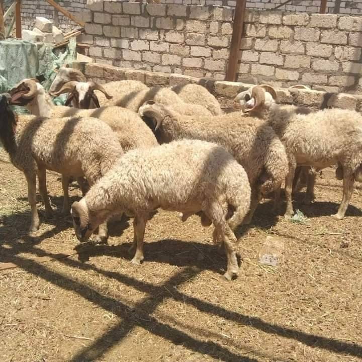 قصاب جزار ماهر شمال الرياض 0507973276